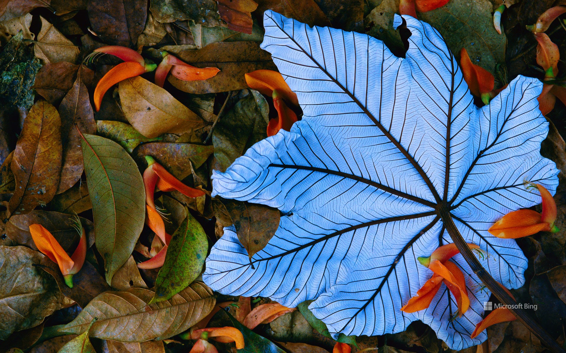 Hoja de Cecropia encima de pétalos de pinza de langosta, México (© Gerry Ellis/Minden Pictures)