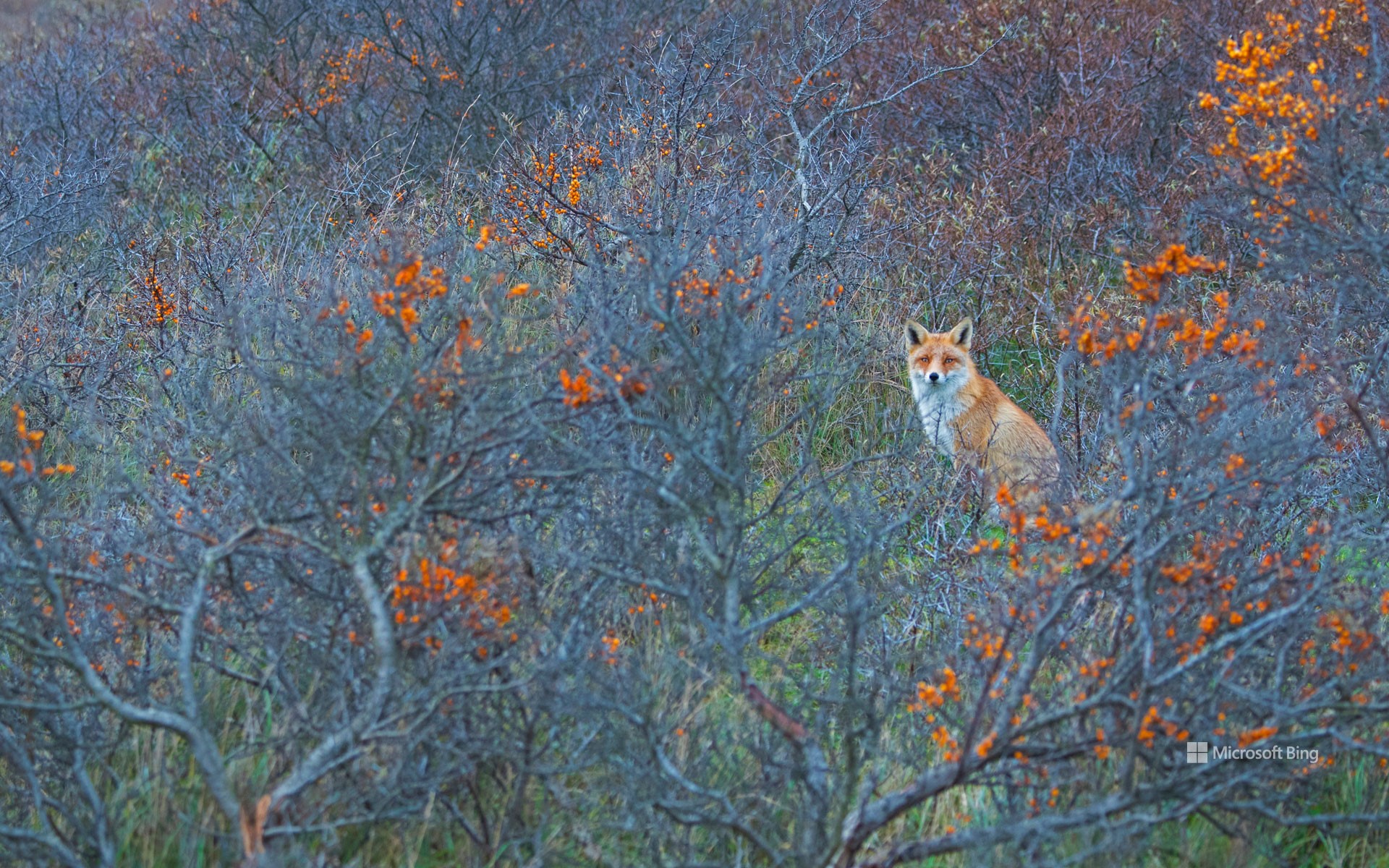 Rotfuchs im Naturschutzgebiet Amsterdamse Waterleidingduinen, Niederlande (© Edwin Giesbers/Minden Pictures)