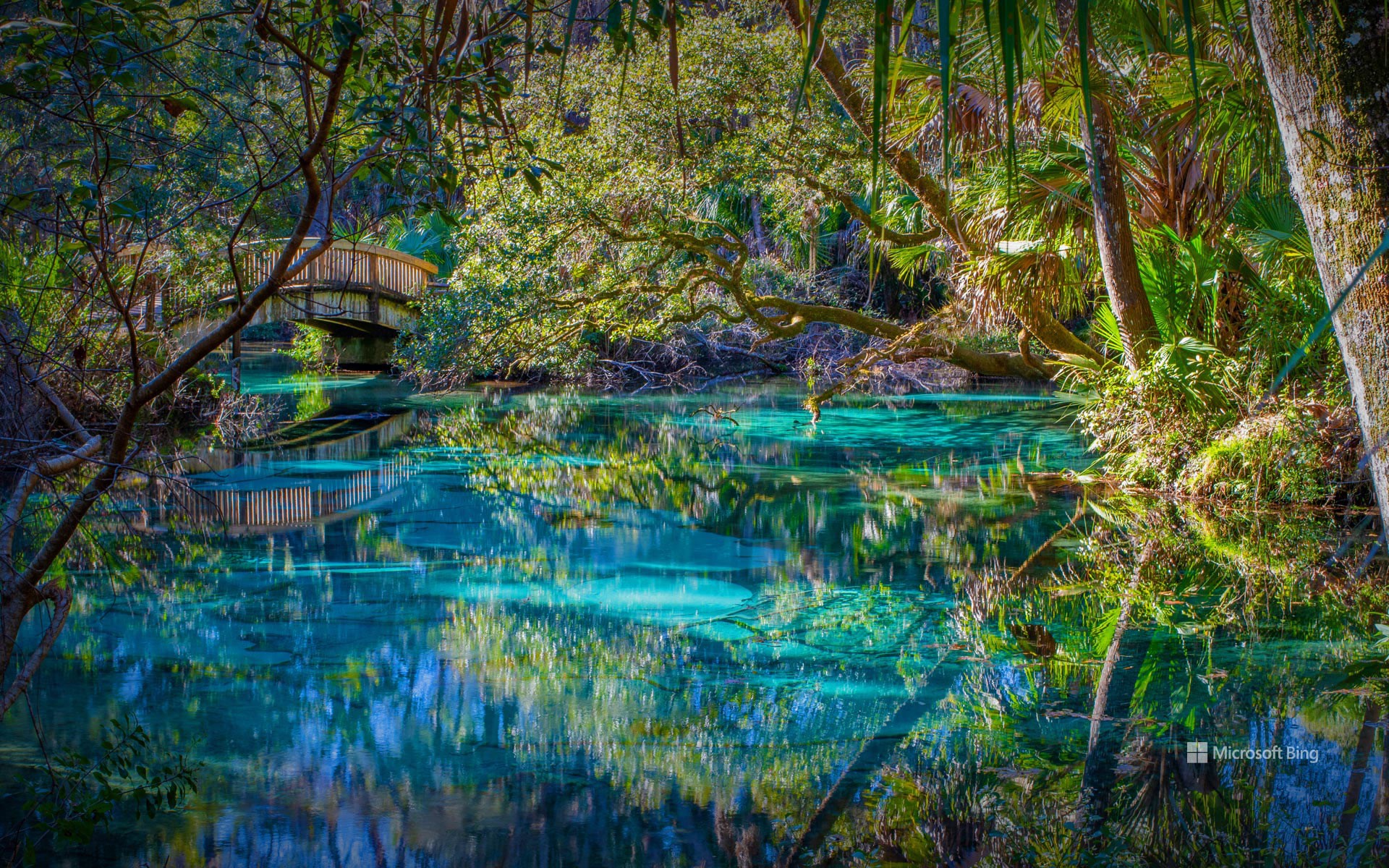 Juniper Springs dans la forêt nationale d’Ocala, Floride, États-Unis (© Michael Warren/Getty Images)