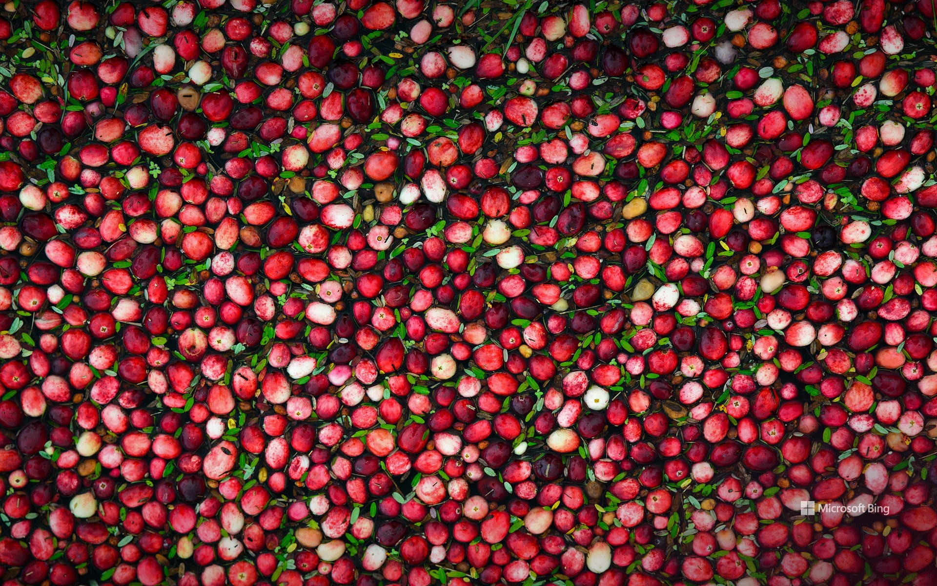 Cranberry bog (© SHSPhotography/Getty Images)